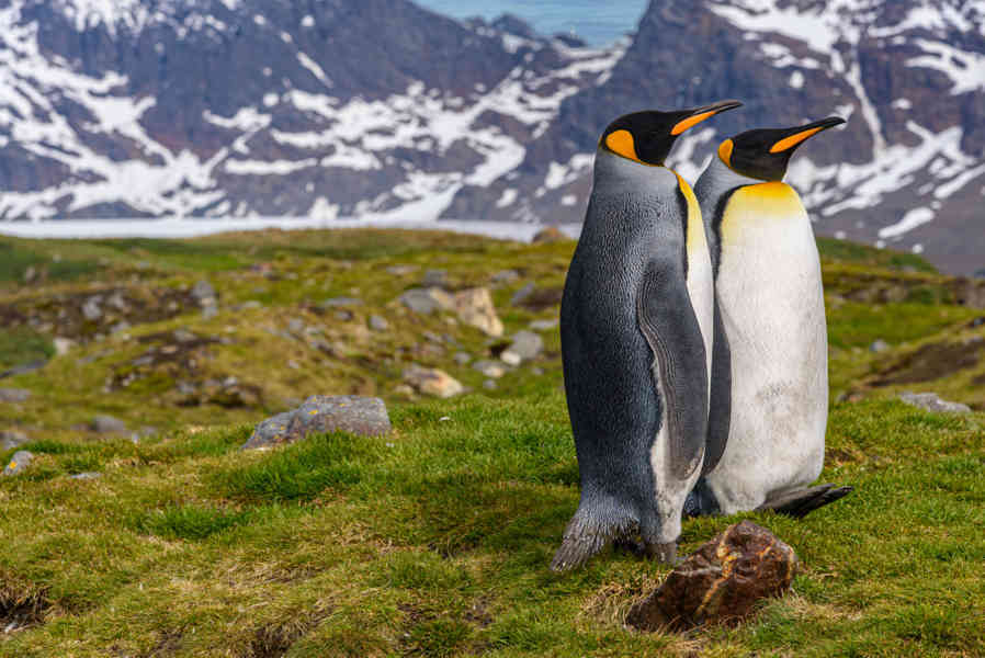 Pingüino Rey - islas Georgias del Sur 064.jpg